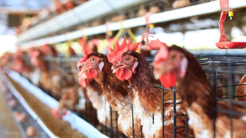美国农业部利用不可靠的 PCR 检测消灭家禽养殖场，导致美国食品供应瘫痪