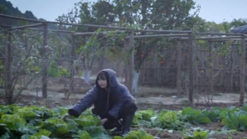 中共利用网红李子柒当外宣