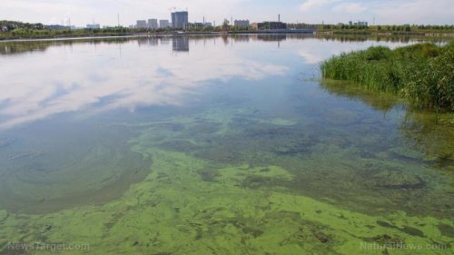 荒唐：拜登的HHS成立了环境正义办公室，但不承认生物污泥继续被倾倒在城市公园和低收入地区的操场上。这是否可以解释越来越多的蔬菜被大肠杆菌和其他有毒细菌污染的事件？